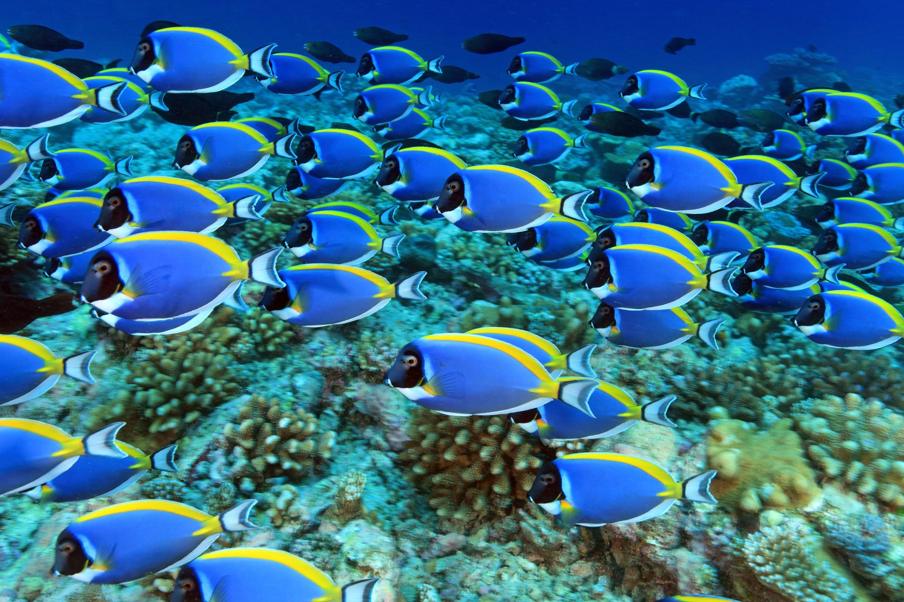 A school of colourful reef fish in the Maldives