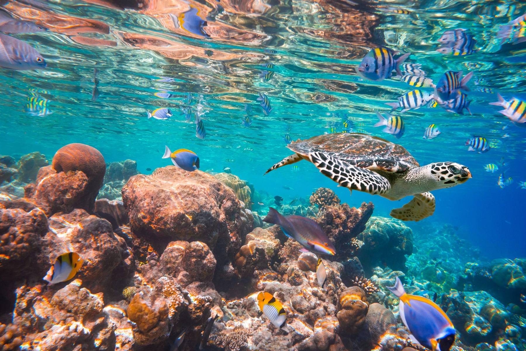 Sea turtle swimming above a coral reef in the Maldives