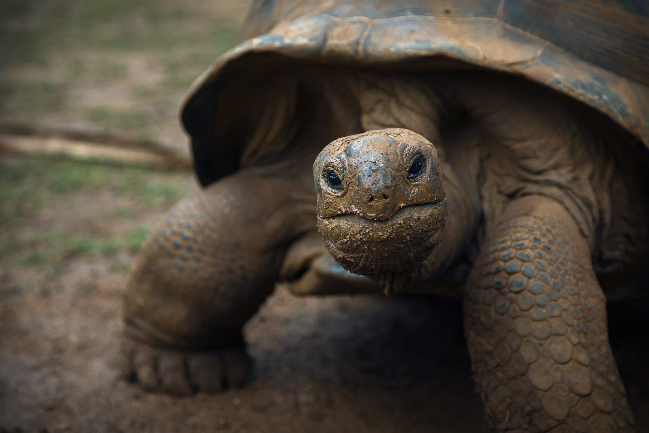 Giant tortoise in Mauritius