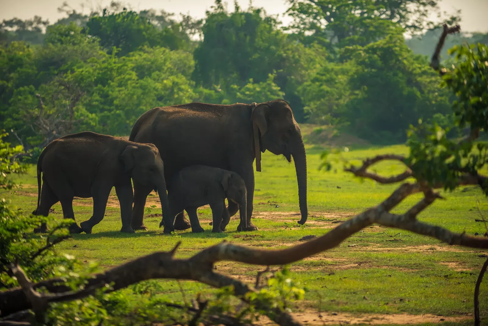 Sri Lanka Highlands, Wildlife & Maldives