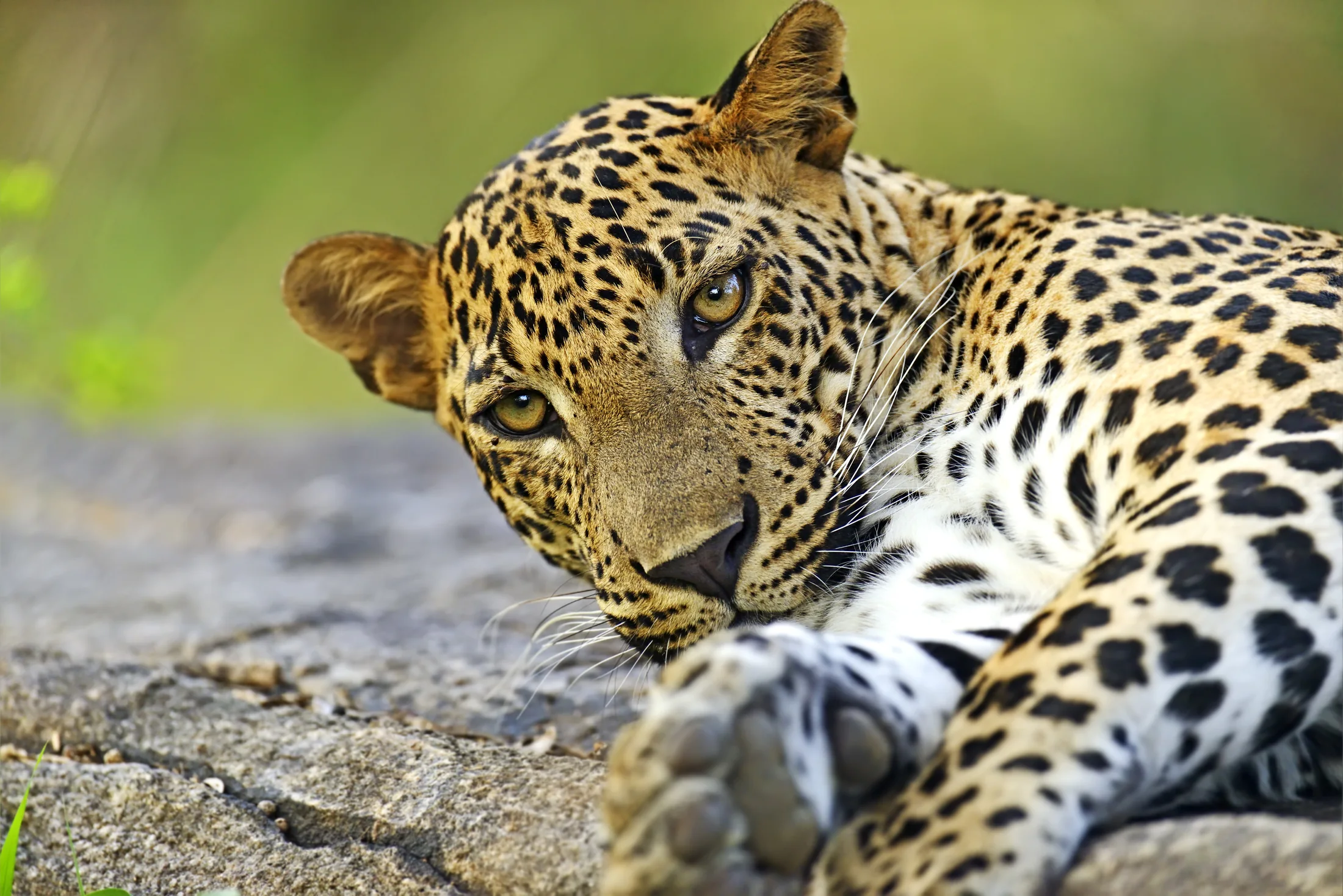 Leopard in Sri Lanka