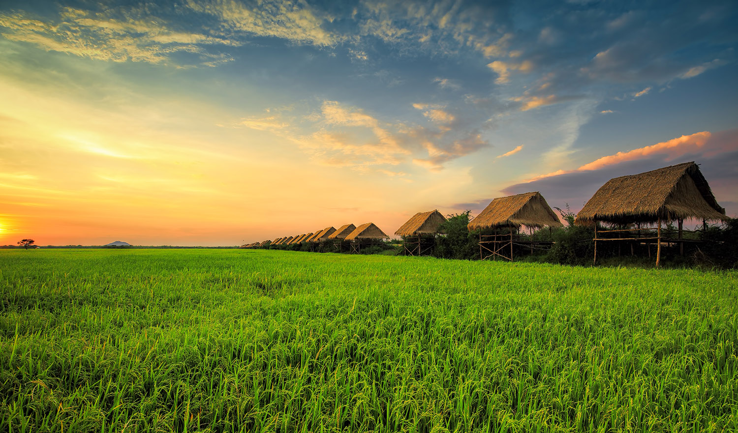 Green rice fields at sunset in Cambodia